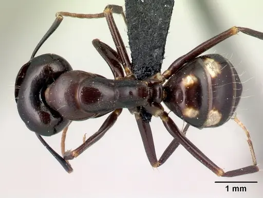 Camponotus quadrimaculatus specimen CASENT0096045 image casent0096045_1