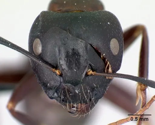 Camponotus quadrimaculatus specimen CASENT0096045 image casent0096045_2