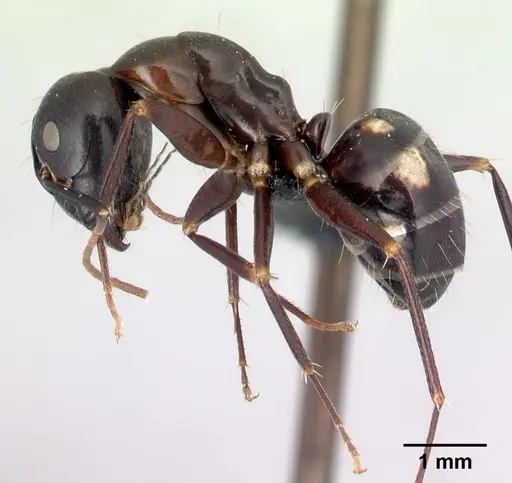 Camponotus quadrimaculatus specimen CASENT0096045 image casent0096045_3