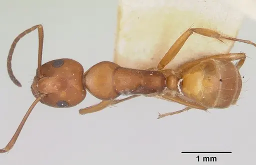 Camponotus quadrimaculatus specimen CASENT0101517 image casent0101517_1