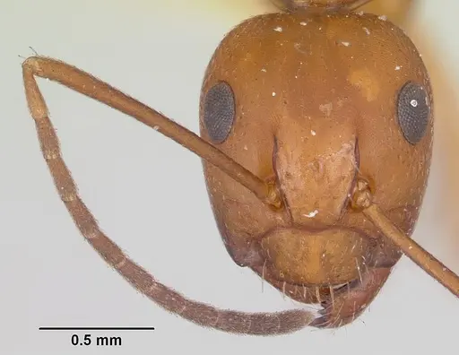 Camponotus quadrimaculatus specimen CASENT0101517 image casent0101517_2