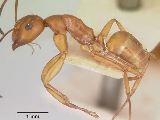 Camponotus quadrimaculatus specimen CASENT0101517 image casent0101517_3
