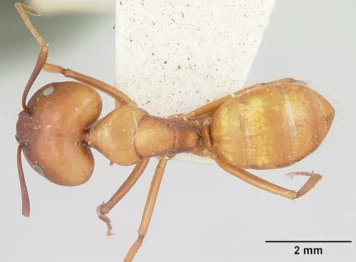 Camponotus quadrimaculatus specimen CASENT0101519 image casent0101519_1