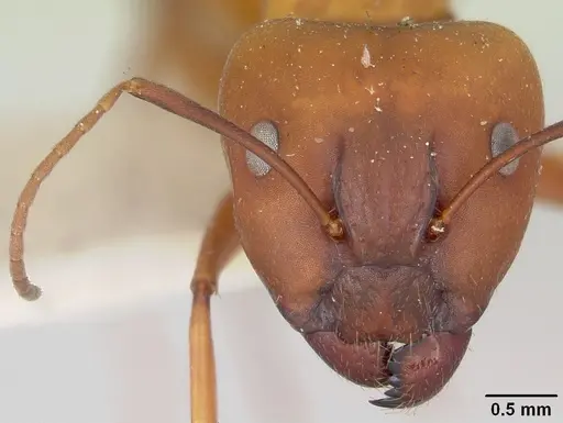 Camponotus quadrimaculatus specimen CASENT0101519 image casent0101519_2