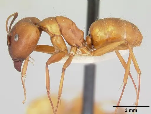 Camponotus quadrimaculatus specimen CASENT0101519 image casent0101519_3