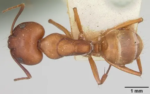 Camponotus quadrimaculatus specimen CASENT0101520 image casent0101520_1