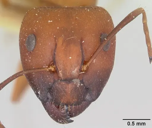 Camponotus quadrimaculatus specimen CASENT0101520 image casent0101520_2