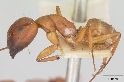 Camponotus quadrimaculatus specimen CASENT0101520 image casent0101520_3