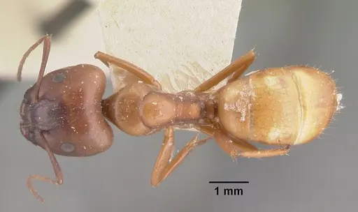 Camponotus quadrimaculatus specimen CASENT0101524 image casent0101524_1