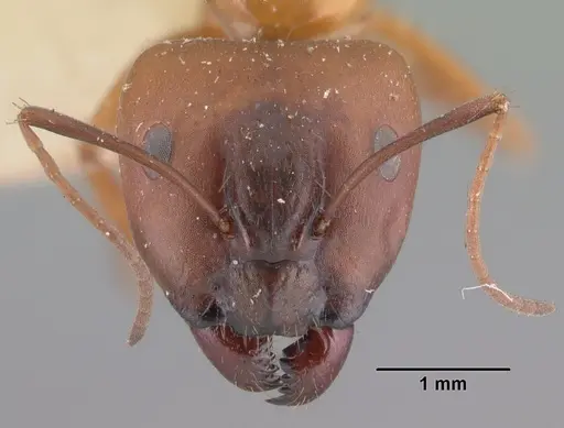 Camponotus quadrimaculatus specimen CASENT0101524 image casent0101524_2