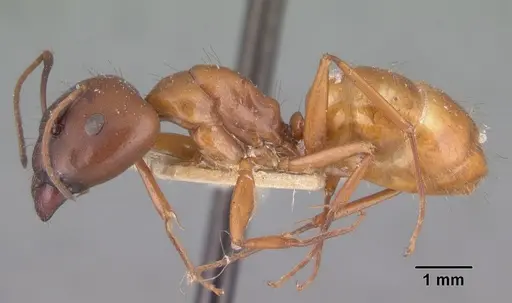 Camponotus quadrimaculatus specimen CASENT0101524 image casent0101524_3