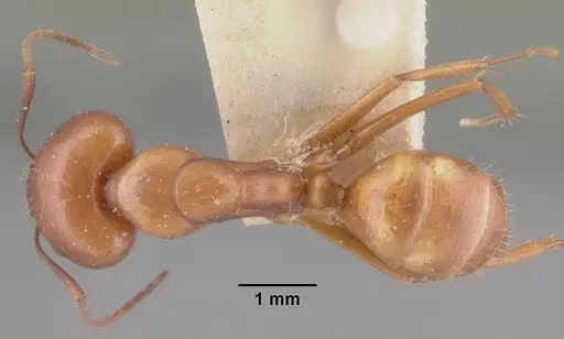 Camponotus quadrimaculatus specimen CASENT0101525 image casent0101525_1