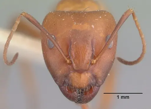 Camponotus quadrimaculatus specimen CASENT0101525 image casent0101525_2