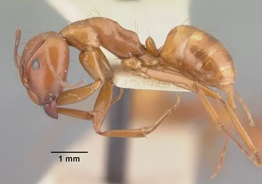 Camponotus quadrimaculatus specimen CASENT0101525 image casent0101525_3