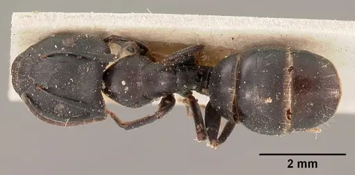 Camponotus quadrimaculatus specimen CASENT0102106 image casent0102106_1