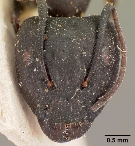 Camponotus quadrimaculatus specimen CASENT0102106 image casent0102106_2