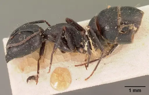 Camponotus quadrimaculatus specimen CASENT0102106 image casent0102106_3