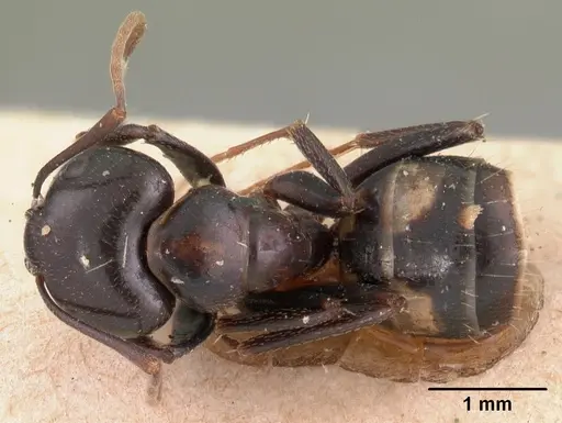 Camponotus quadrimaculatus specimen CASENT0102109 image casent0102109_1