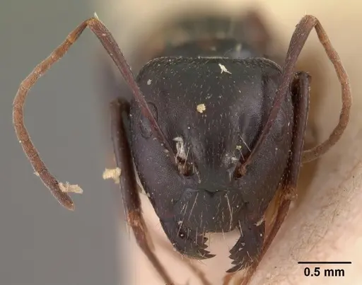 Camponotus quadrimaculatus specimen CASENT0102109 image casent0102109_2