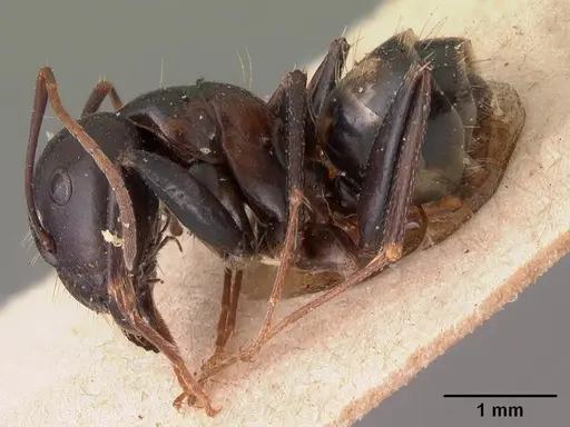 Camponotus quadrimaculatus specimen CASENT0102109 image casent0102109_3