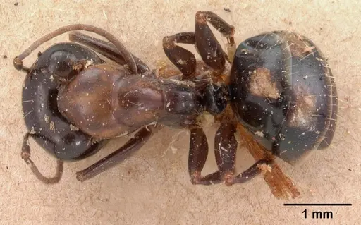 Camponotus quadrimaculatus specimen CASENT0102110 image casent0102110_1