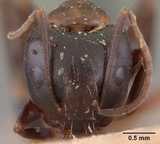 Camponotus quadrimaculatus specimen CASENT0102110 image casent0102110_2
