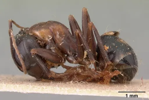 Camponotus quadrimaculatus specimen CASENT0102110 image casent0102110_3