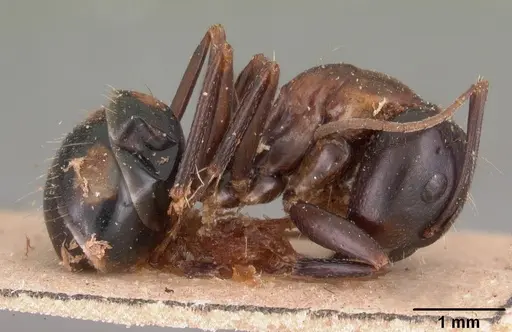 Camponotus quadrimaculatus specimen CASENT0102110 image casent0102110_4