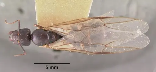 Camponotus quadrimaculatus specimen CASENT0102424 image casent0102424_1