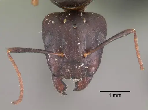 Camponotus quadrimaculatus specimen CASENT0102424 image casent0102424_2
