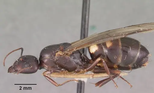 Camponotus quadrimaculatus specimen CASENT0102424 image casent0102424_3