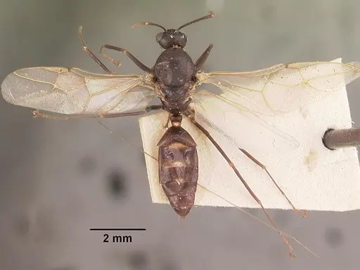 Camponotus quadrimaculatus specimen CASENT0102425 image casent0102425_1