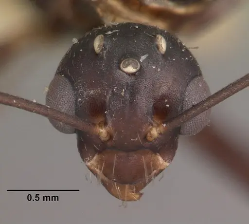 Camponotus quadrimaculatus specimen CASENT0102425 image casent0102425_2