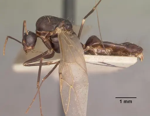 Camponotus quadrimaculatus specimen CASENT0102425 image casent0102425_3