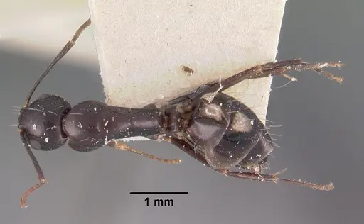 Camponotus quadrimaculatus specimen CASENT0102426 image casent0102426_1