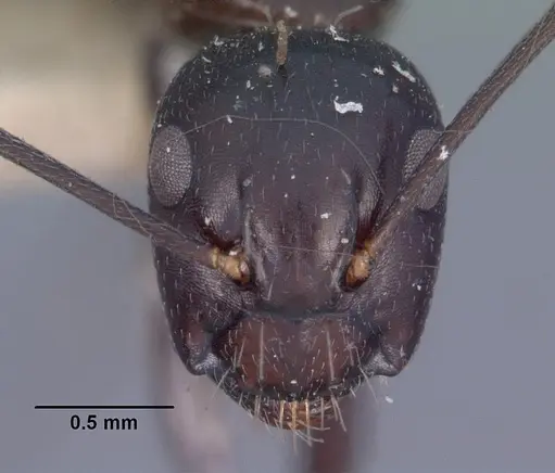 Camponotus quadrimaculatus specimen CASENT0102426 image casent0102426_2