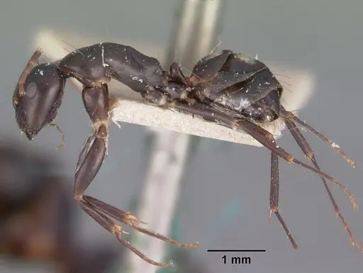 Camponotus quadrimaculatus specimen CASENT0102426 image casent0102426_3