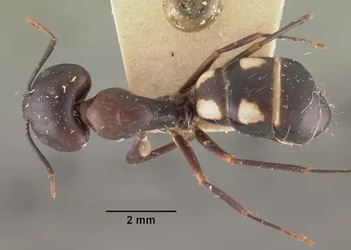 Camponotus quadrimaculatus specimen CASENT0102427 image casent0102427_1