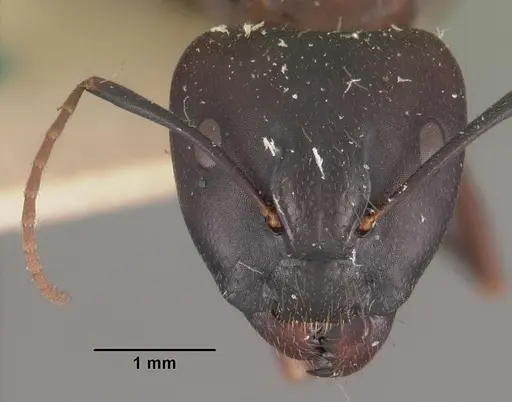 Camponotus quadrimaculatus specimen CASENT0102427 image casent0102427_2