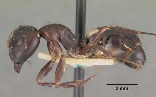 Camponotus quadrimaculatus specimen CASENT0102427 image casent0102427_3