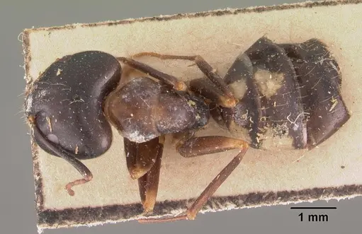 Camponotus quadrimaculatus specimen CASENT0102435 image casent0102435_1