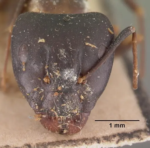 Camponotus quadrimaculatus specimen CASENT0102435 image casent0102435_2
