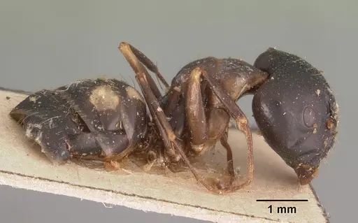 Camponotus quadrimaculatus specimen CASENT0102435 image casent0102435_3