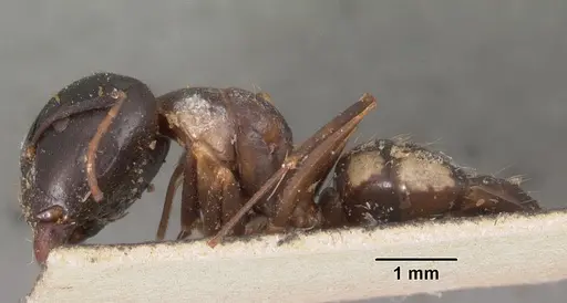 Camponotus quadrimaculatus specimen CASENT0102435 image casent0102435_4
