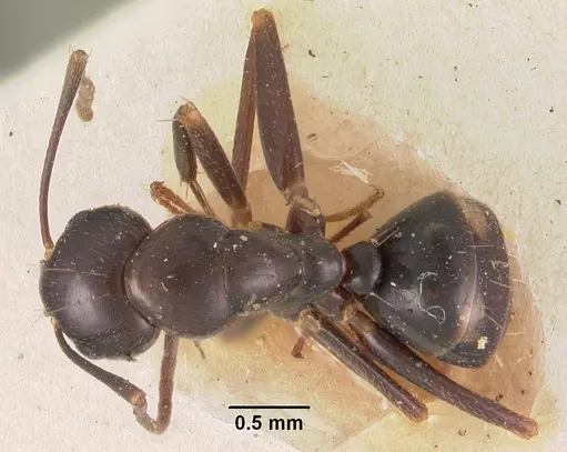Camponotus quadrimaculatus specimen CASENT0102436 image casent0102436_1