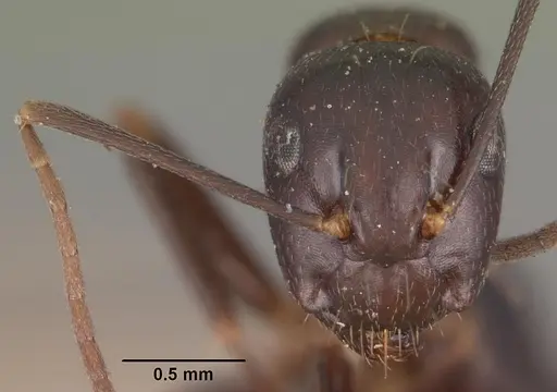 Camponotus quadrimaculatus specimen CASENT0102436 image casent0102436_2