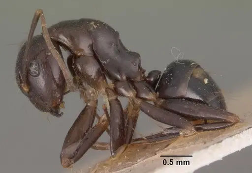 Camponotus quadrimaculatus specimen CASENT0102436 image casent0102436_3