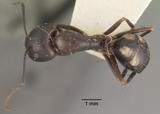 Camponotus quadrimaculatus specimen CASENT0102442 image casent0102442_1