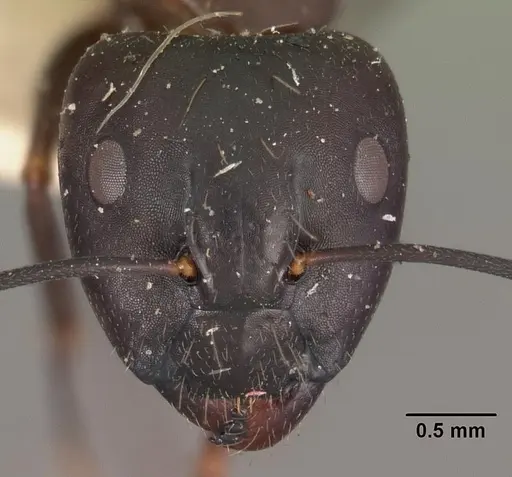 Camponotus quadrimaculatus specimen CASENT0102442 image casent0102442_2