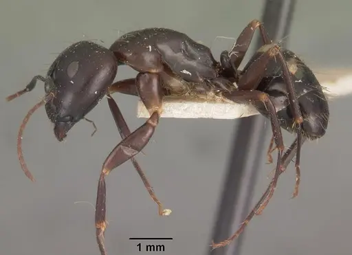 Camponotus quadrimaculatus specimen CASENT0102442 image casent0102442_3